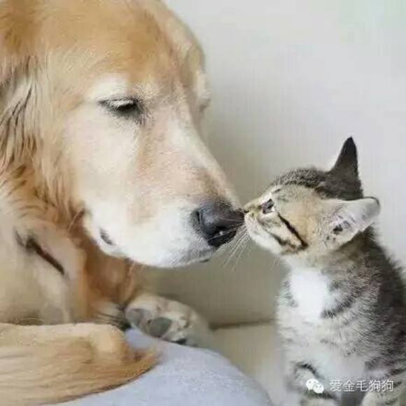 Meet your Posher, Qiaojun - Picture 1 of 1